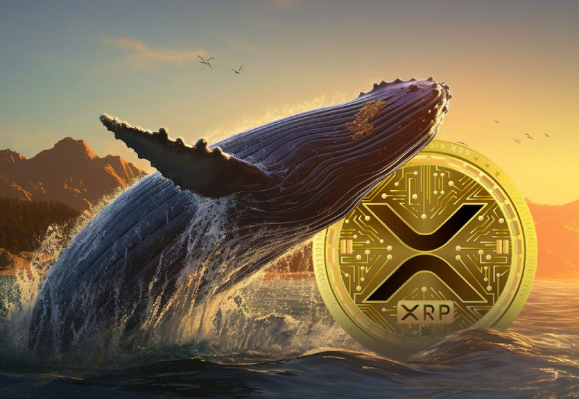 Cá voi XRP